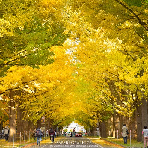 北海道大学イチョウ並木