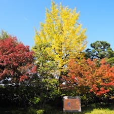 平等院鳳凰堂の出入り口付近にある銀杏と紅葉が色づき始めていました🍁