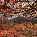 桜だけじゃないのです。紅葉狩もできます。