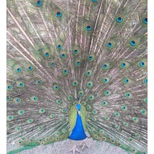 伊豆シャボテン動物公園