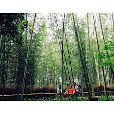 #京都
#嵐山竹林