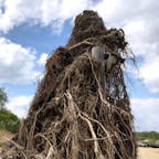 上津屋橋(流れ橋)⑤

橋桁には流木や枝が絡まり増水の大きかった事が判りますね。
橋桁の右後ろに流された橋板が見えますね。

#京都　#全国橋巡り　#日本百名橋　#サント船長の写真