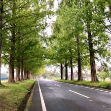 [滋賀]メタセコイヤ並木