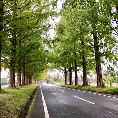 メタセコイア並木