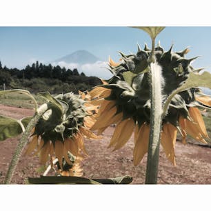 静岡県

富士山と向日葵