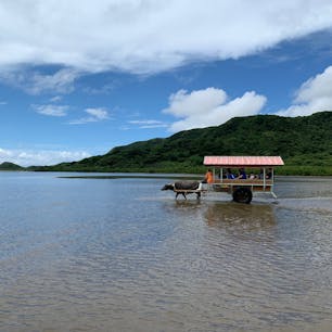 2019/07
#沖縄
#由布島
#水牛