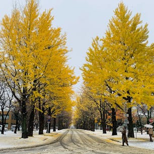 20201109
毎年恒例、紅葉×雪