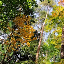 椅子に座って見上げた森