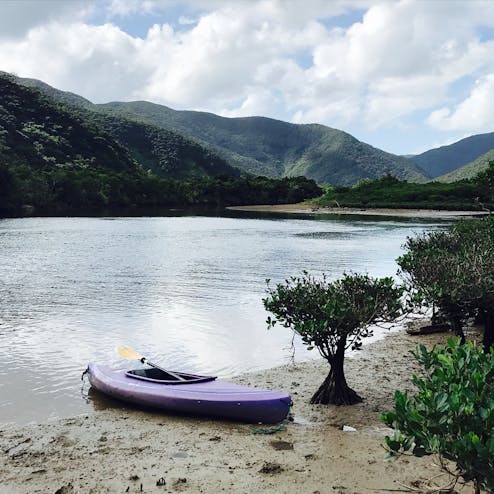 マングローブ原生林