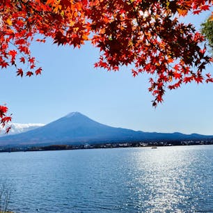 📍山梨県
 ✈︎ 2020.11

［ 河 口 湖 ］

もみじと富士山と河口湖。
快晴で湖面がきらっきら😭✨
湖沿いのもみじは所々真っ赤に染まってきていて、遊歩道の上からこの写真が撮れました📸