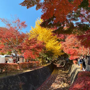 📍山梨県
 ✈︎ 2020.11

［ 河 口 湖 も み じ 回 廊  ］

富士河口湖の紅葉まつり🍁
平日の昼間なのに大混雑でした〜
奥の方はまだ緑だったけど、入口側は綺麗に色付いてた🌿