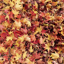 2020.11
#秋　#紅葉　#栃木 #那須