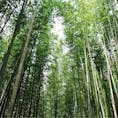 2020/03
#京都
#嵐山
#竹林の道