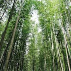 2020/03
#京都
#嵐山
#竹林の道