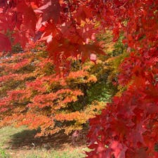 紅葉
#栃木　#那須