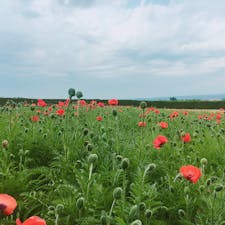 北海道富良野。富田ファームにて。
ラベンダーはまだ早いが、ポピーが綺麗に咲いている🌼