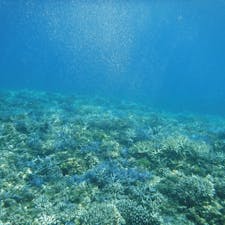 西表島♡バラス島の珊瑚最高❣️