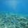 西表島♡バラス島の珊瑚最高❣️