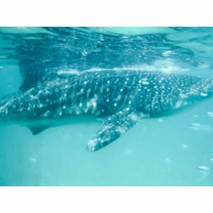 フィリピン🇵🇭セブ島♡
ジンベイザメ♡ジンベイシュノーケル♡