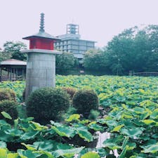 新潟県
白山神社♪♪
偶然通りかかって寄って見たら
蓮の葉がたくさん‼️
おぉ〜✨って感動してたんやけど
この塔から微かに声が聞こえて怖かった。ホラー。

※ラジオ塔だそうです
それにしてもラジオの音量小さすぎやろ‼️