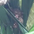 フィリピン   ボホール島
グレムリンみたいなお顔の
世界最小の猿ターシャ