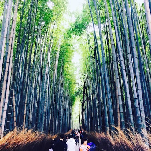 嵐山 竹林の小径