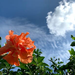 🇯🇵奄美大島/鹿児島県

約1年前に行った時の。
また早く行きたいなぁ。。
