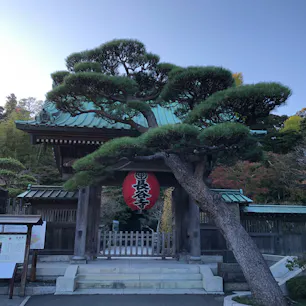 長谷寺　20.11.14
★★★★☆

正式名称「海光山慈照院長谷寺」
神奈川県鎌倉市長谷にある浄土宗系統の単立寺院。
一年を通して花が咲いている長谷寺は、「鎌倉の西方極楽浄土」とも呼ばれています。
 境内には見晴台や眺望散策路といった高台から、鎌倉の街を眺められる設備があり、景勝地としても人気。
晴れた日には由比ガ浜から相模湾、伊豆大島まで見える絶景も魅力の一つ

コメント
広いだけではなく、一つ一つのスポットに意味があり風情があった。
秋は紅葉が、春は紫陽花が綺麗とのことでまた行ってみたいとてもいい寺院でした

#長谷寺