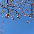 2018/02

河津桜と鶯
春の訪れ