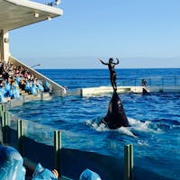 シャチに押し出されて水面から浮かび上がってきた飼育員のお姉さん。
#鴨川シーワールド