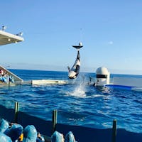 シャチの大ジャンプ。このあと水しぶきがザッパーンと上がります🌊前の方で見てる人はびしょ濡れになってました。
#鴨川シーワールド