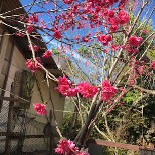 台湾　南投県の霧社の紅い桜　あの映画を見た人ならお分かりでしょう