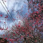霧社の桜