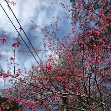 霧社の桜