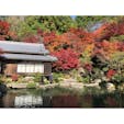 滋賀県百済寺
湖東三山の中で最も古いお寺です。
石段がキツいですが紅葉がとても綺麗でした🍁
2020/11/18