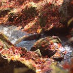 2020.11.18
#栃木#鹿沼