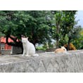 宮古島を訪れる時は必ず挨拶に伺う張水御嶽。
今回も猫ちゃんたちが出迎えてくれました🐈✨