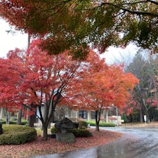 大芝高原
南信州の山沿い
森林浴をしながら遊歩道を歩けます(ジョギングされている方もあり)
マレットゴルフ出来ます。温泉施設もあります。