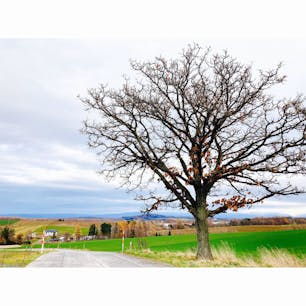 セブンスターの木
#旭川