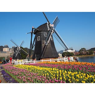 《長崎》
ハウステンボス

チューリップの時期が一番好き！
沢山咲いてて綺麗で可愛かった🌷

2017.03