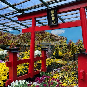 新潟県彌彦神社
菊まつりが開催されていました。
2020/11/21