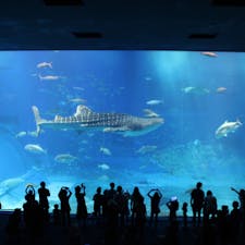 2018/07
#沖縄
#美ら海水族館