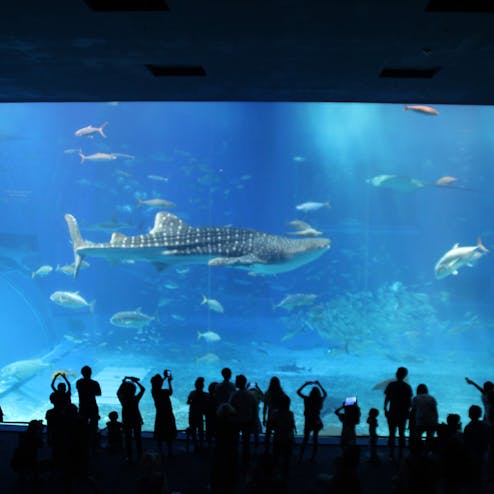 沖縄美ら海水族館