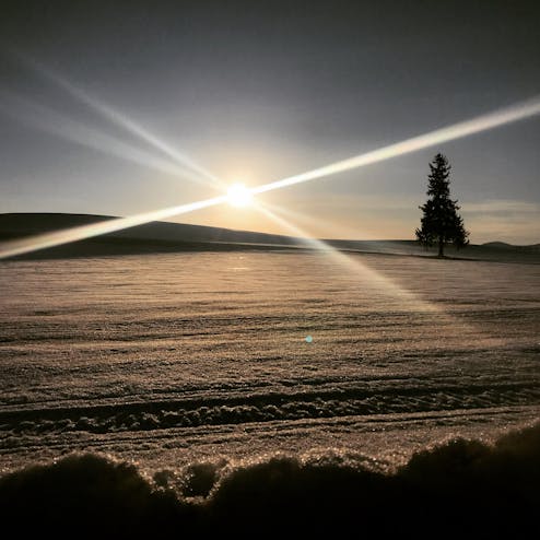 クリスマスツリーの木