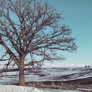 2020.03
#北海道#中富良野＃セブンスターの木