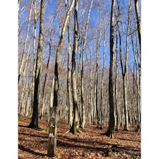 新潟県美人林
まっすぐに伸びるブナがとても綺麗でした。
2020/11/22