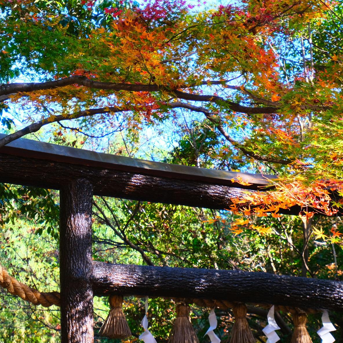 野宮神社 ののみやじんじゃ の投稿写真 感想 みどころ 京都 嵐山 野宮神社縁結びで有名な神社 トリップノート 野宮神社 ののみやじんじゃ の投稿写真 感想 みどころ 京都 嵐山 野宮神社縁結びで有名な神社 トリップノート