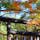京都　嵐山　野宮神社
縁結びで有名な神社