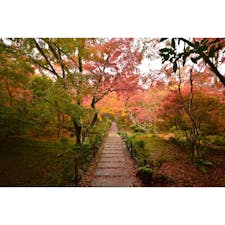 2020.11.20.fri.🍁
雨が降ったり止んだり。
地面や葉っぱが濡れてきらきら。
#宝筐院　#嵐山　#京都　#紅葉
#hokoin #arashiyama #Kyoto