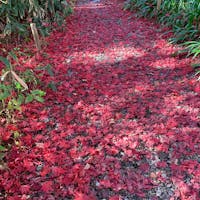 角館
武家屋敷通り
お屋敷の庭 もみじの絨毯でした